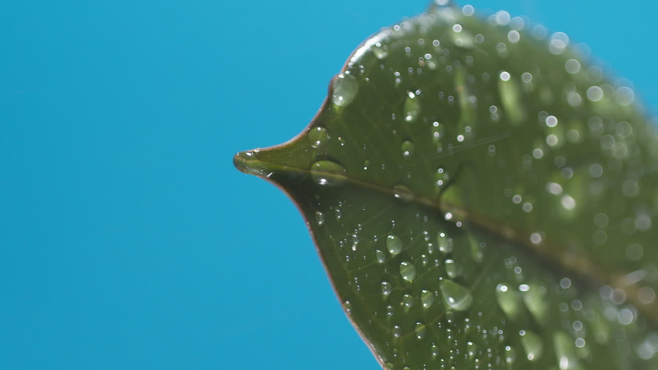 vertical de gotas de agua que gotean de las hojas verdes sobre el fondo azul