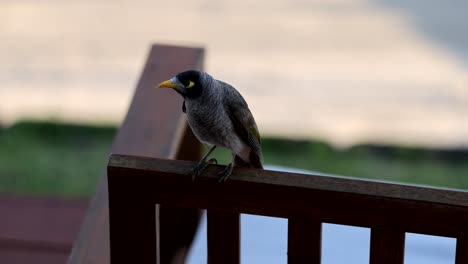 bird moves along railing, occasionally vocalizing