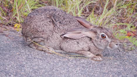 liebre de matorral agachado cerca de la hierba a la orilla de la carretera y respirando rápido