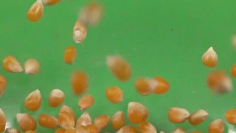 close up of corn kernel bouncing on a chroma background
