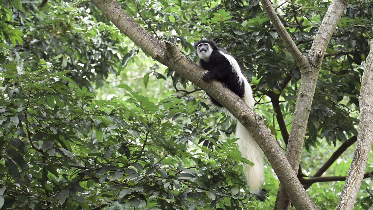 Macaco escalando árvores em câmera lenta em uma floresta na África, com macacos Colobus pretos e brancos no Parque Nacional do Kilimanjaro, na Tanzânia, durante um safári de vida selvagem africana, e macacos no alto dos galhos.