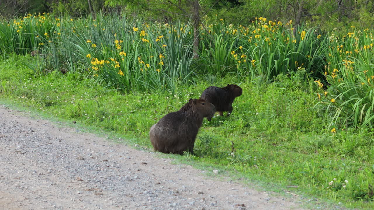 Capybara pair sits beside a dirt road, surrounded by lush green vegetation in a wetland habitat with bugs floating in air