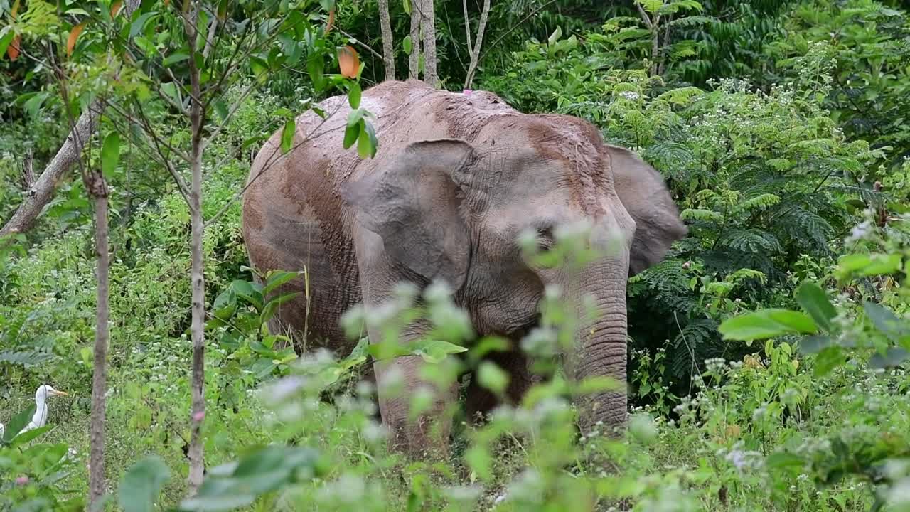 los elefantes asiáticos son especies en peligro de extinción y también son residentes de tailandia
