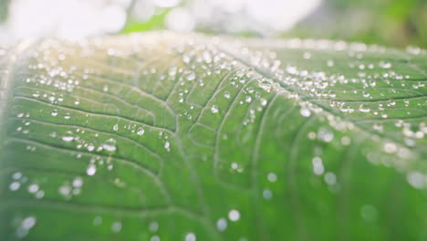 close up of drops of morning dew lie on big green leaf while camera slowly moves toward the light