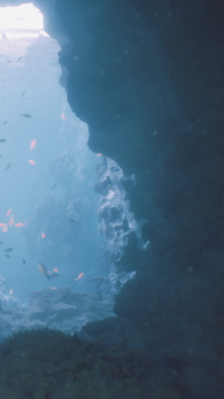 Underwater wonders reveal colorful fish dancing in bright ocean light