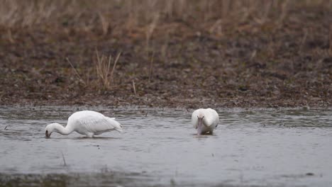 bandada de aves que pescan en los humedales