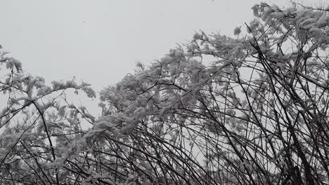 snowstorm in the forest, in high resolution details like branches and leaves getting covered in snow
