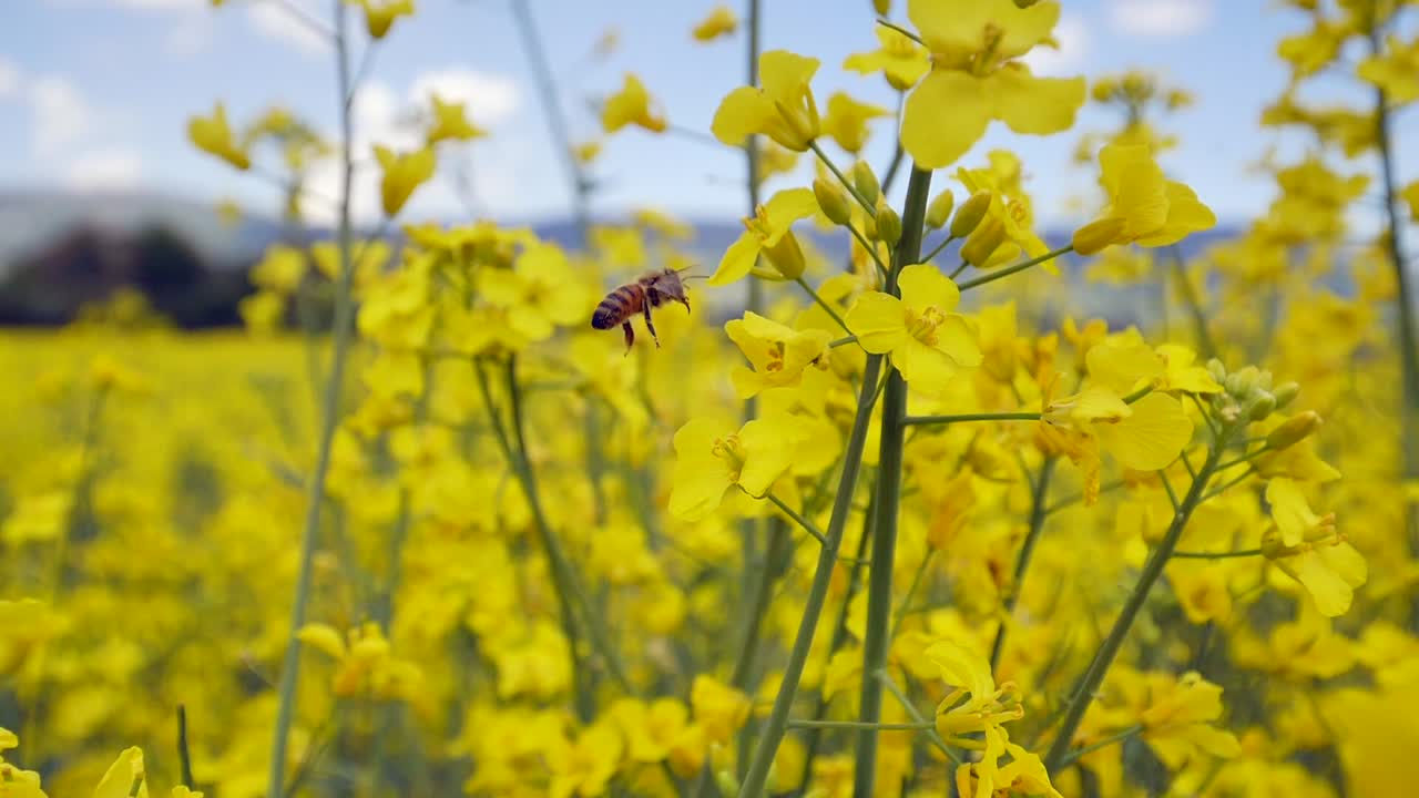 꽃가루를 찾는 유채밭에서 꿀벌의 고속 촬영