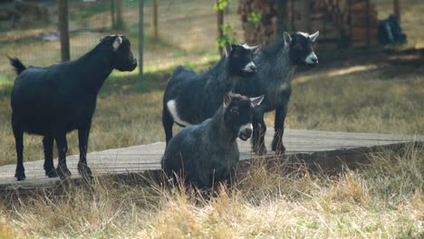 four pigmy goats look warily toward something that has their full attention