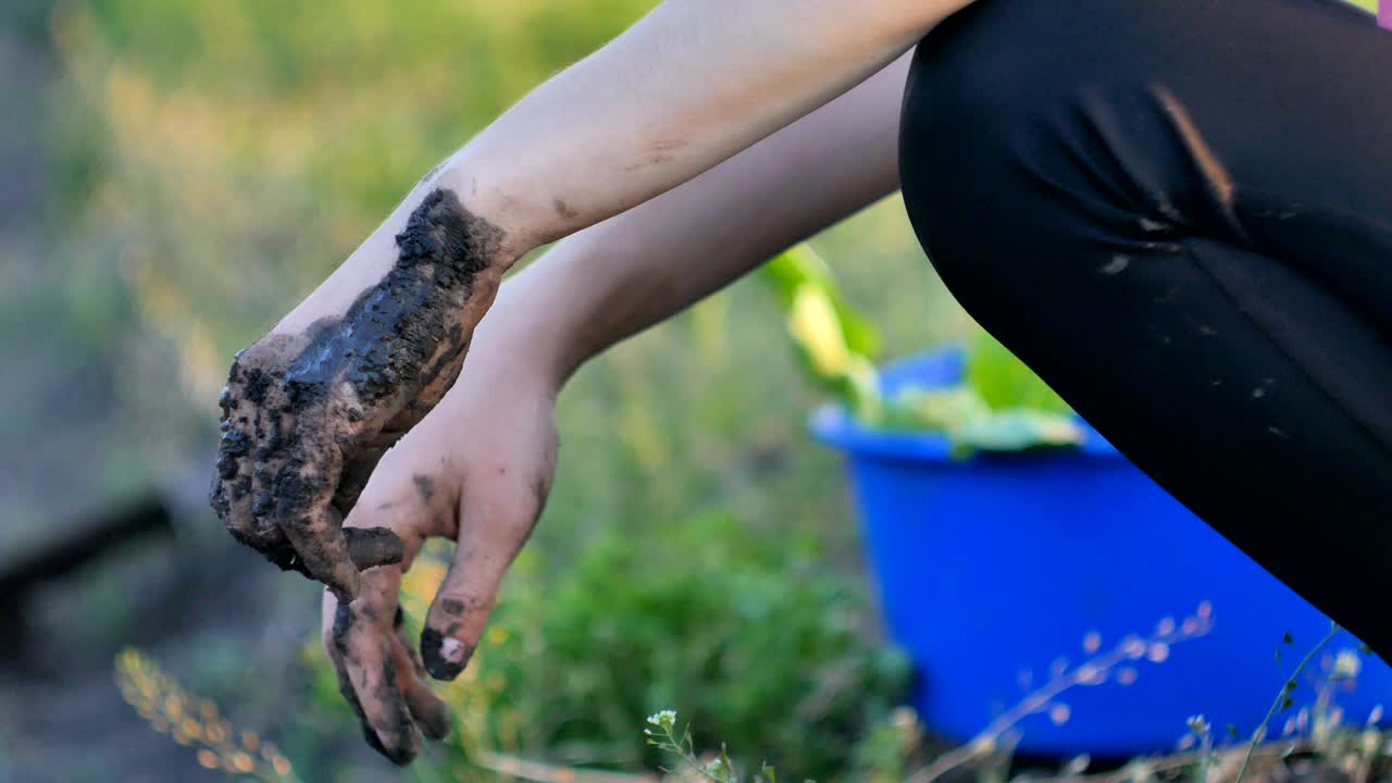 The girl's hands are dirty, after planting tomatoes and cabbage.