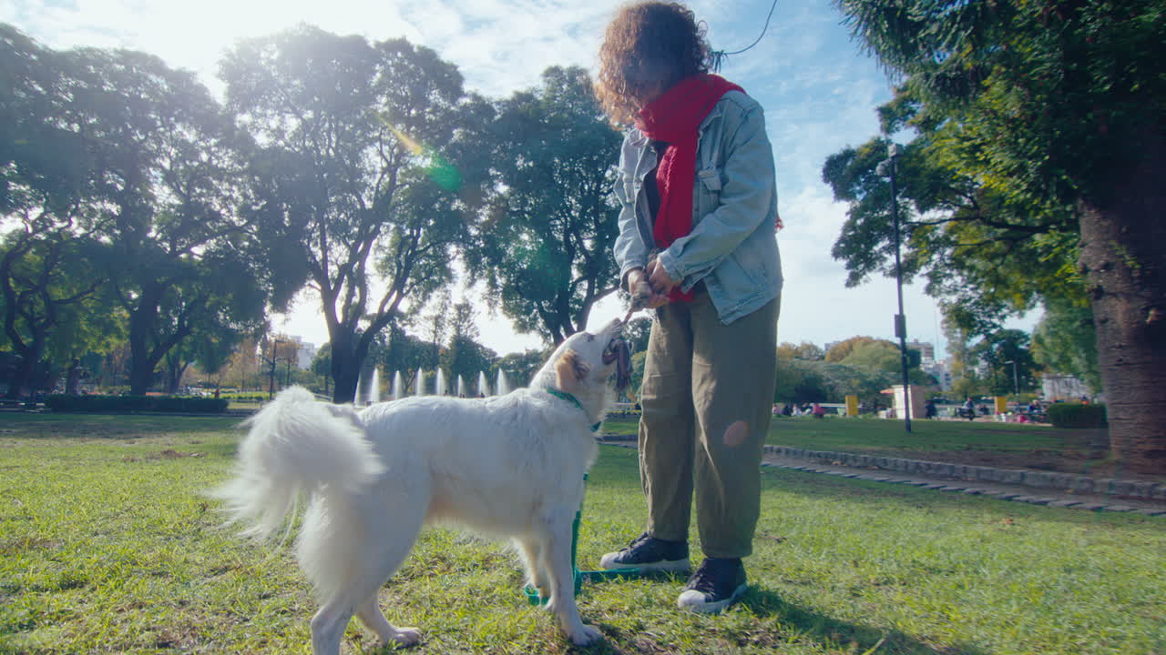 Excited Dog Tug Playing with Female Owner in Public Park