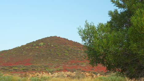 Wunderschöner-Hügel-Aus-Trockenem-Land-Mit-Grünem-Baum-Im-Vordergrund,-Insel-Teneriffa