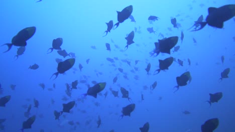 many-small-blue-triggerfish-swim-fast-in-one-direction