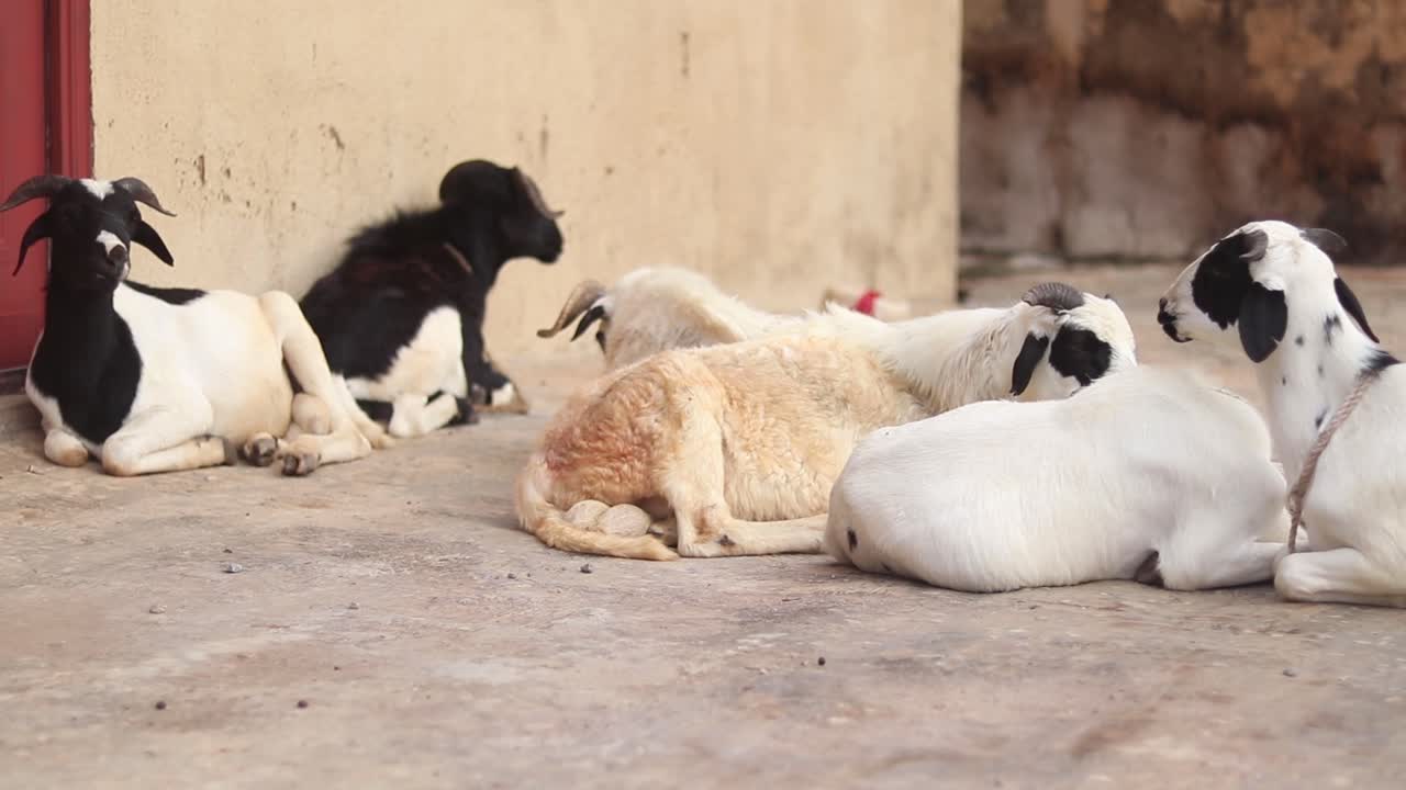 Close up of small group of goats sitting on the pavement in a small Nigerian village in Africa. Captured footage of ram and sheeps chewing remnants in their mouth