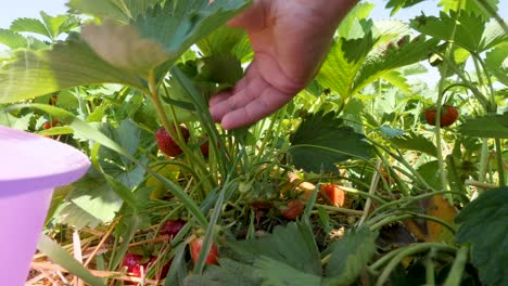 Close-up-of-a-person-picking-fresh-and-ripe-fruit-on-a-strawberry-field