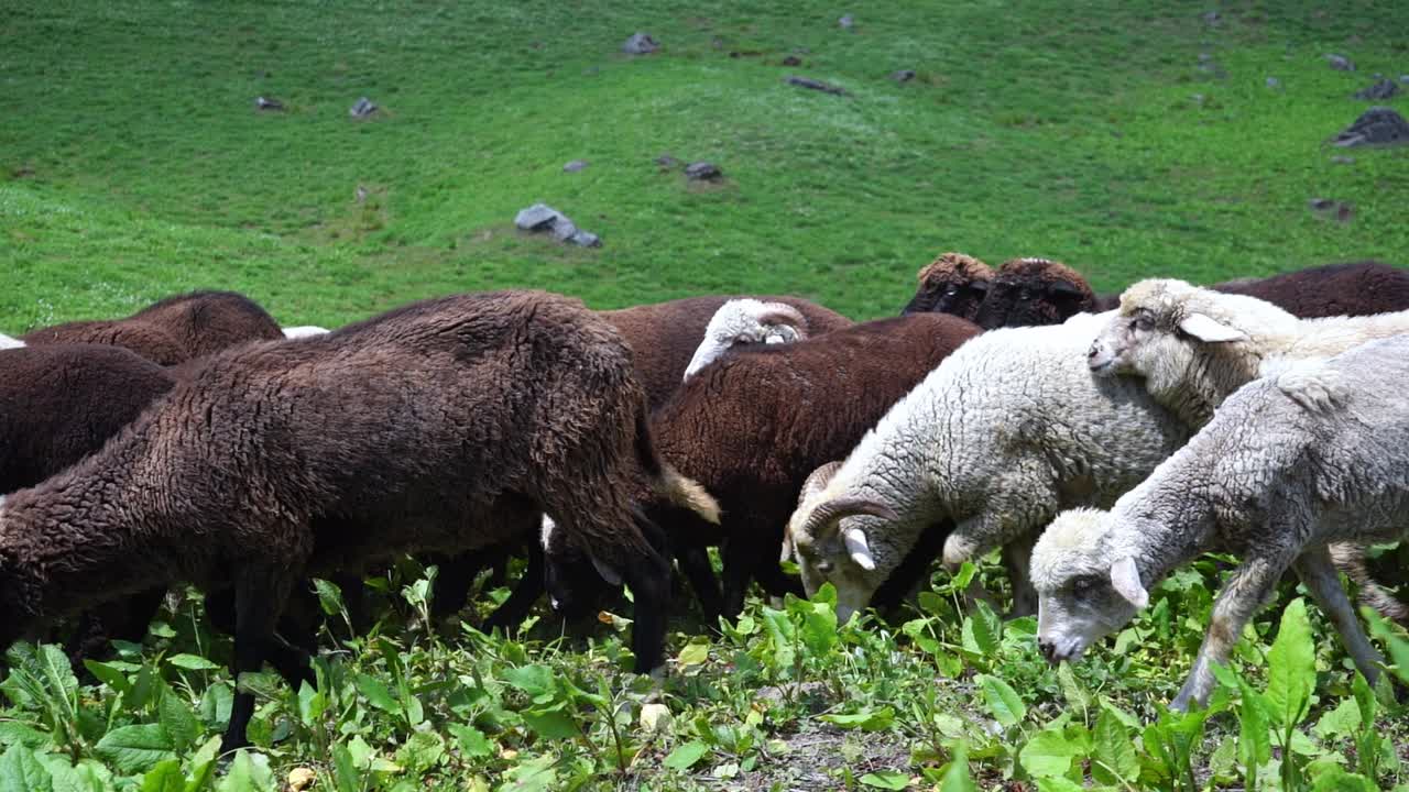 Gregge di pecore che camminano e pascolano nel prato di Manali, Himachal Pradesh, India.