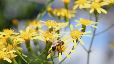 Abeja-Polinizando-Las-Flores-De-La-Planta-Tóxica-Conocida-Como-Flor-De-Las-Almas