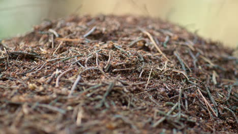 Dangerous-insects-ant-crawling-in-natural-close-up-nest-background.-Ant-life.