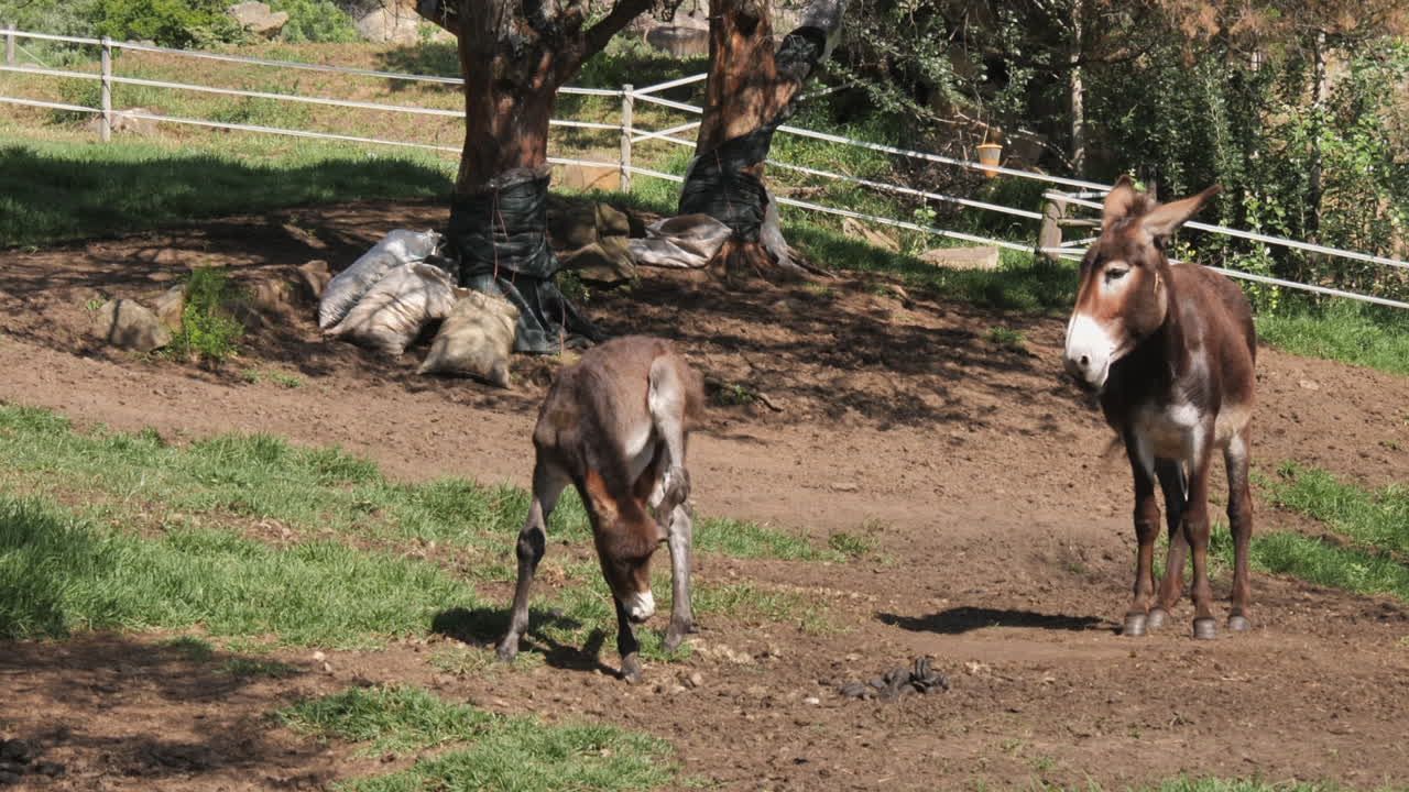 burro de orejas grandes bebé se rasca la cabeza junto a mamá en un potrero grande