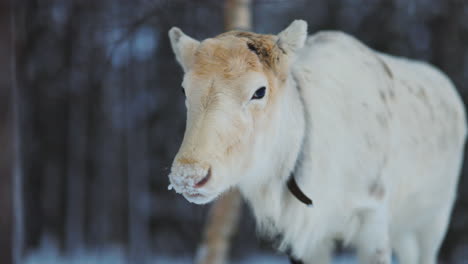 Swedish-Lapland-Norbotten-young-white-reindeer-with-no-antlers-close-up-in-snowy-wintry-woodland