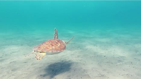 Sitzschildkröte-Schwimmt-Im-Flachen-Blauen-Wasser-Nahe-Der-Bodenoberfläche