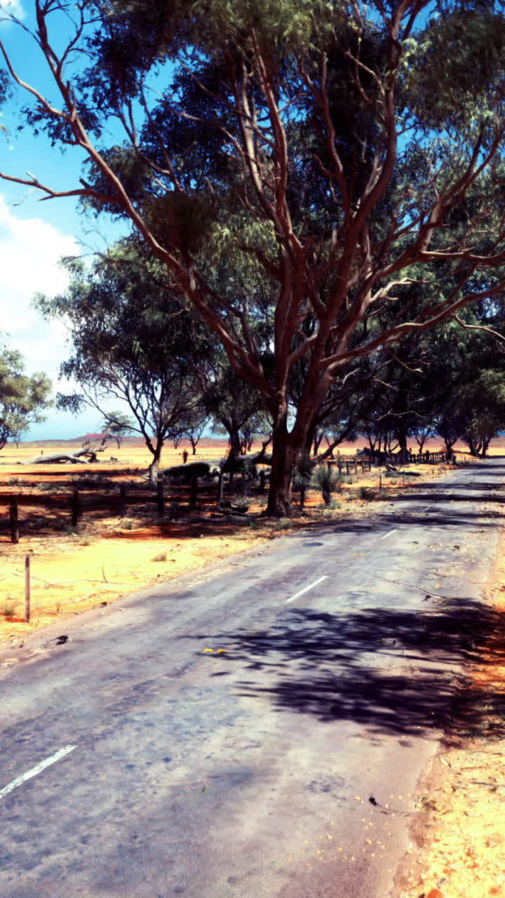 Winding road through eucalyptus trees under a clear blue sky in australia