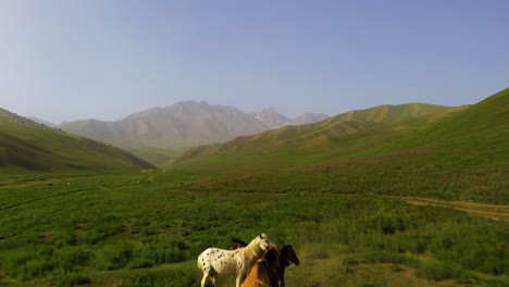 aerial drone view of horses roaming through an alpine meadow in the picturesque kyrgyzstan wilderness