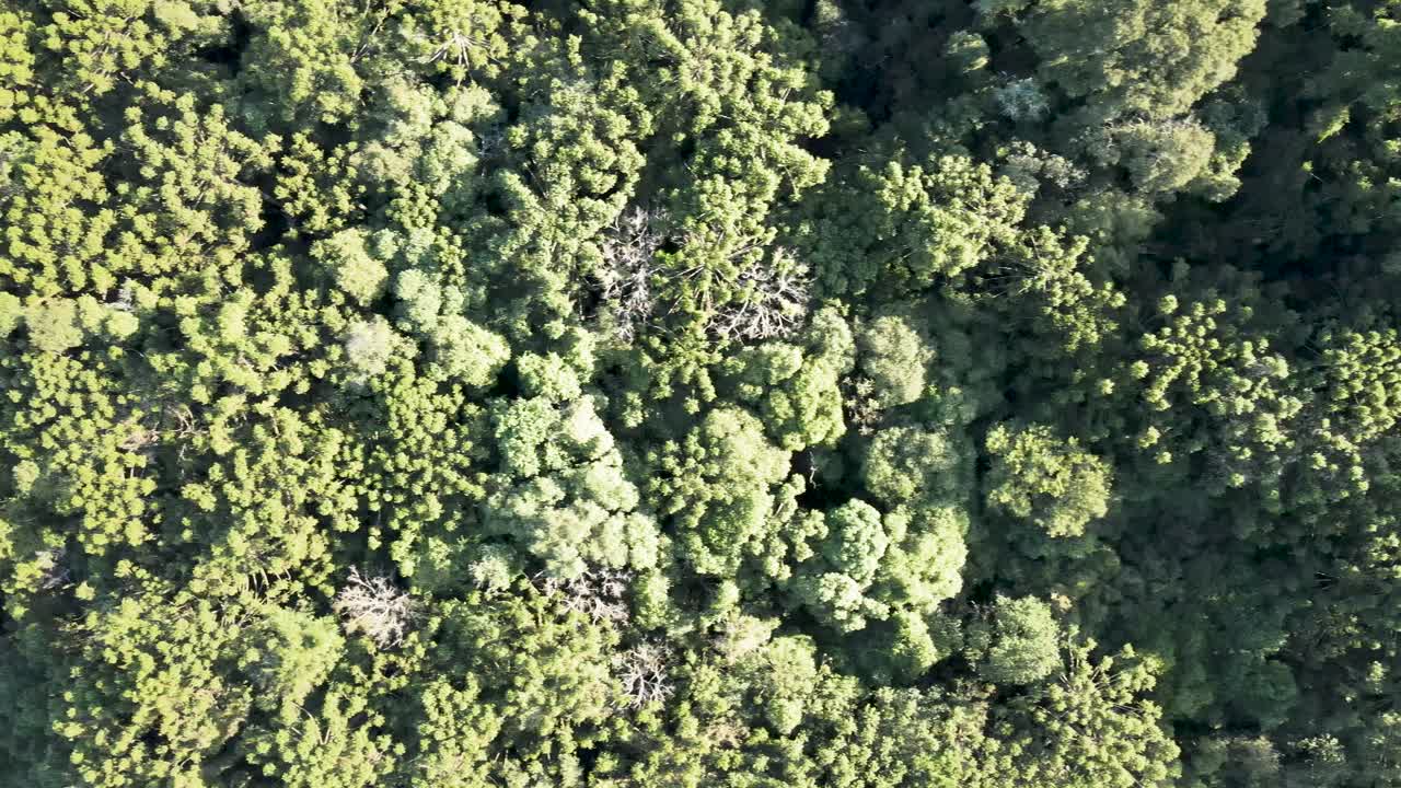 ブラジル南部の典型的な大西洋熱帯雨林、空撮