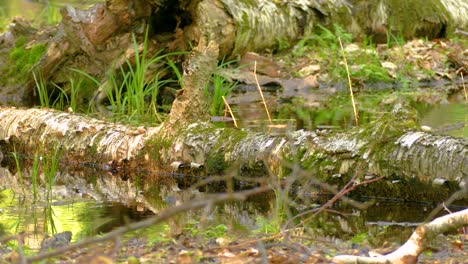 Common Grackle drinks from pond but is disturbed by passing squirrel