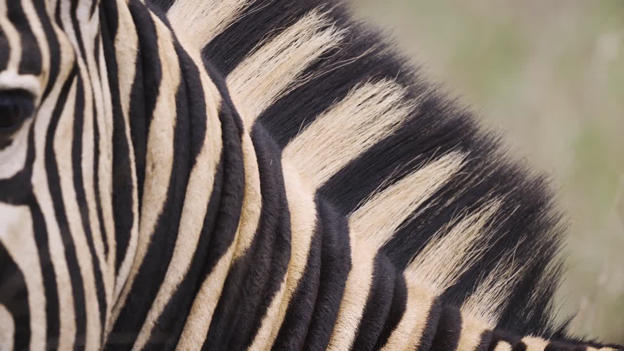 Detailed closeup of a zebra's mane South Africa Kruger National Park - 4K