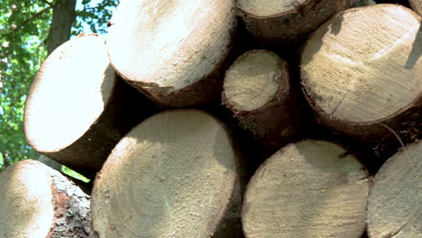 Freshly-Chopped-Pile-Of-Tree-Logs-On-A-Winter-Forest-Through-Daylight-In-Koleczkowo,-Poland