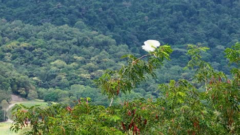 white cockatoos flying over a lush landscape