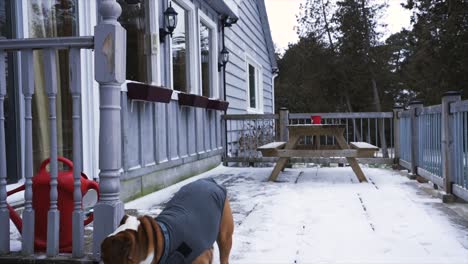 Panning-shot-of-a-English-Bulldog-wearing-a-jacket-on-a-cold-day-and-begging-to-be-let-inside-the-warm-cabin-cottage-in-Ontario,-Canada