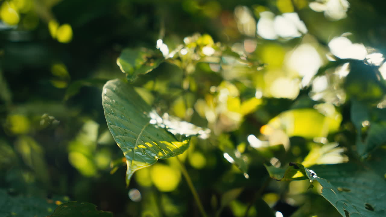 primer plano de hojas verdes a la luz del sol
