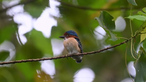 Ein-Zoom-Aus-Diesem-Superschönen-Jungvogel,-Der-Auf-Einem-Ast-Sitzt,-Dem-Gebänderten-Eisvogel-Lacedo-Pulchella