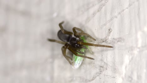 a leafhopper