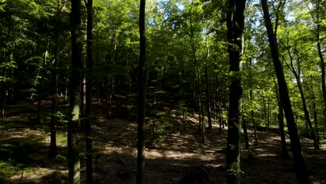 inside the dark forest woods with lush greenery leaves