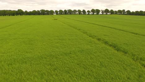 Drone,-aearial-footage-of-rapeseed-field-after-blooming