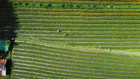 aerial 4k drone footage: balinese farmers cultivating marigold fields in ubud, bali