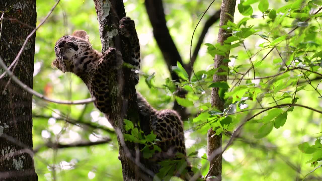 인도차이나 표범은 취약한 종이며 태국의 큰 고양이 중 하나입니다.
