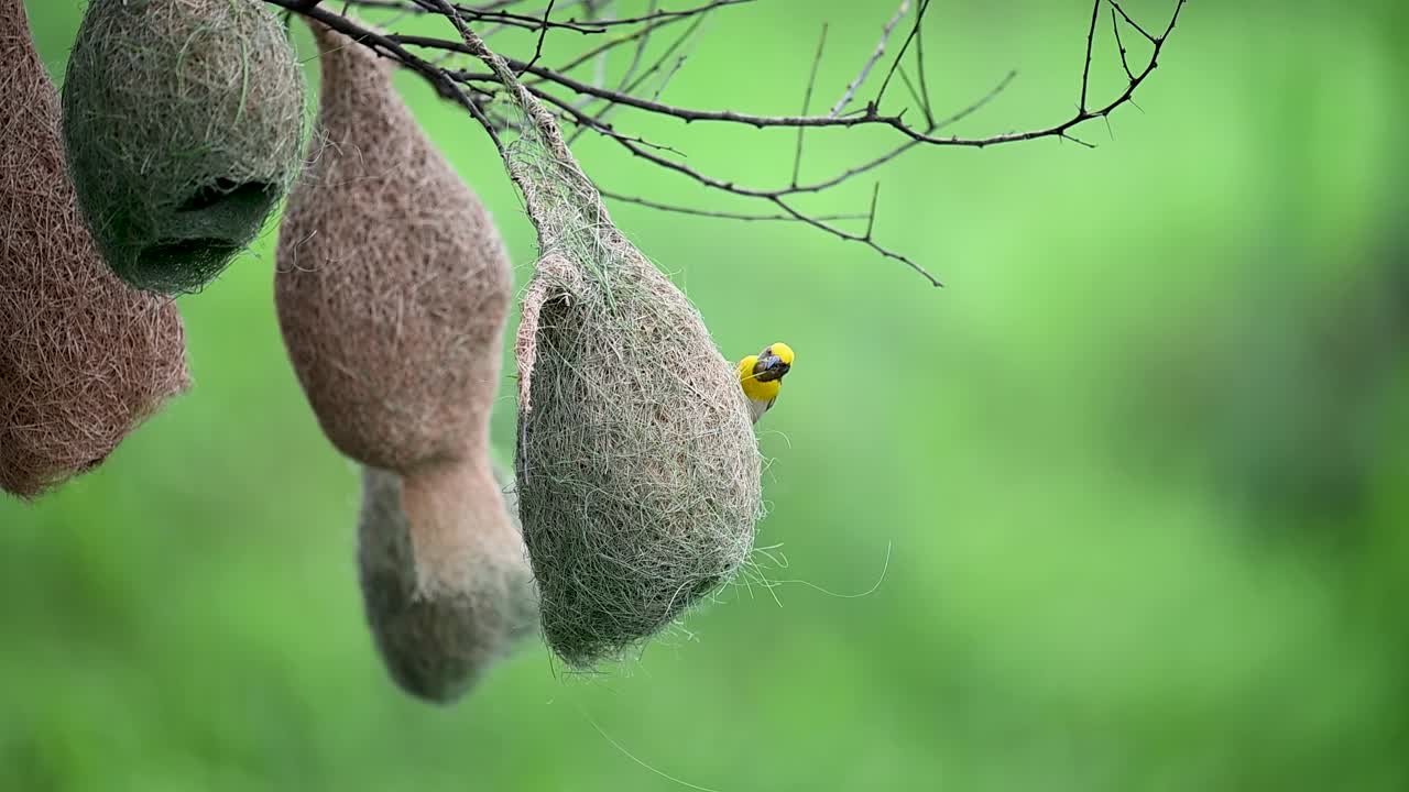 Baya Weaver weaves delicate grass nest with skill and patience