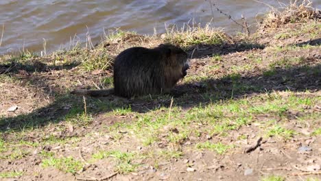 nutria eating during the day on shooters island, prague