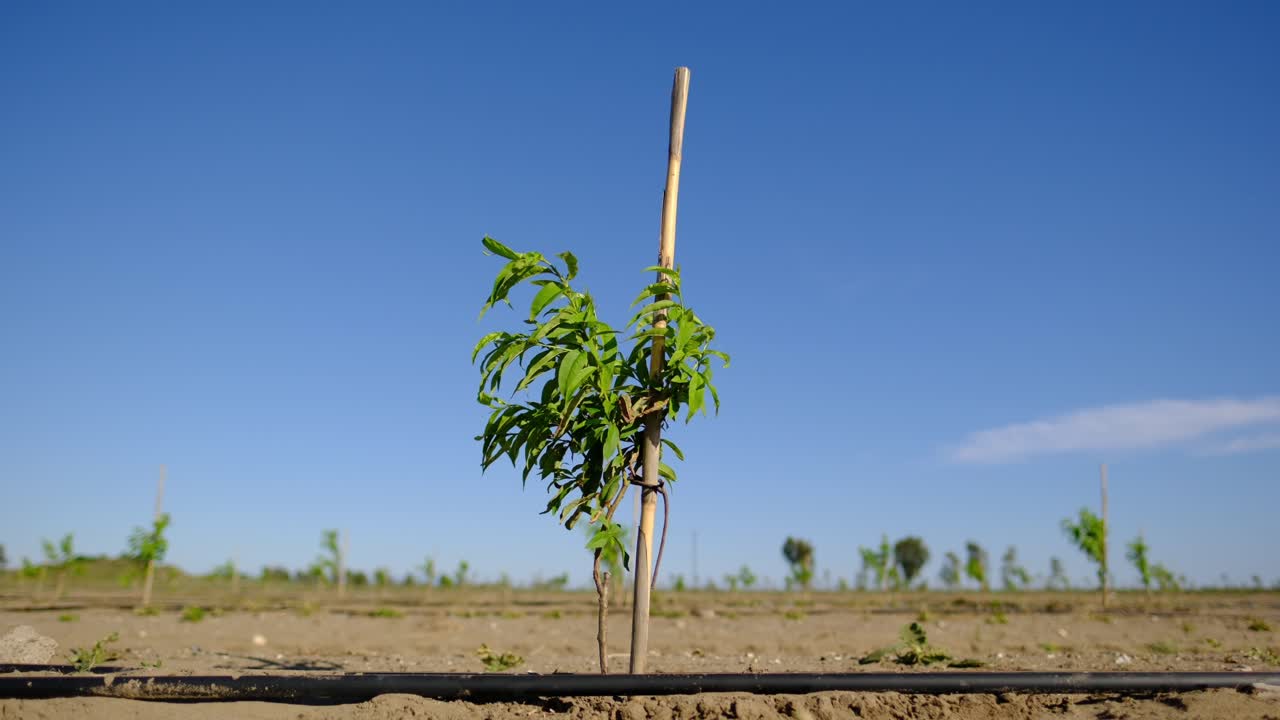 Peach sapling with swinging small green leaves