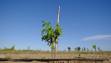 peach sapling with swinging small green leaves
