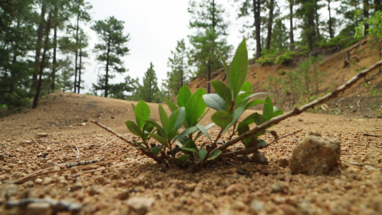 This shot showcases the ground view from a hiking trail on Apache Canyon Loop, Santa Fe, New Mexico