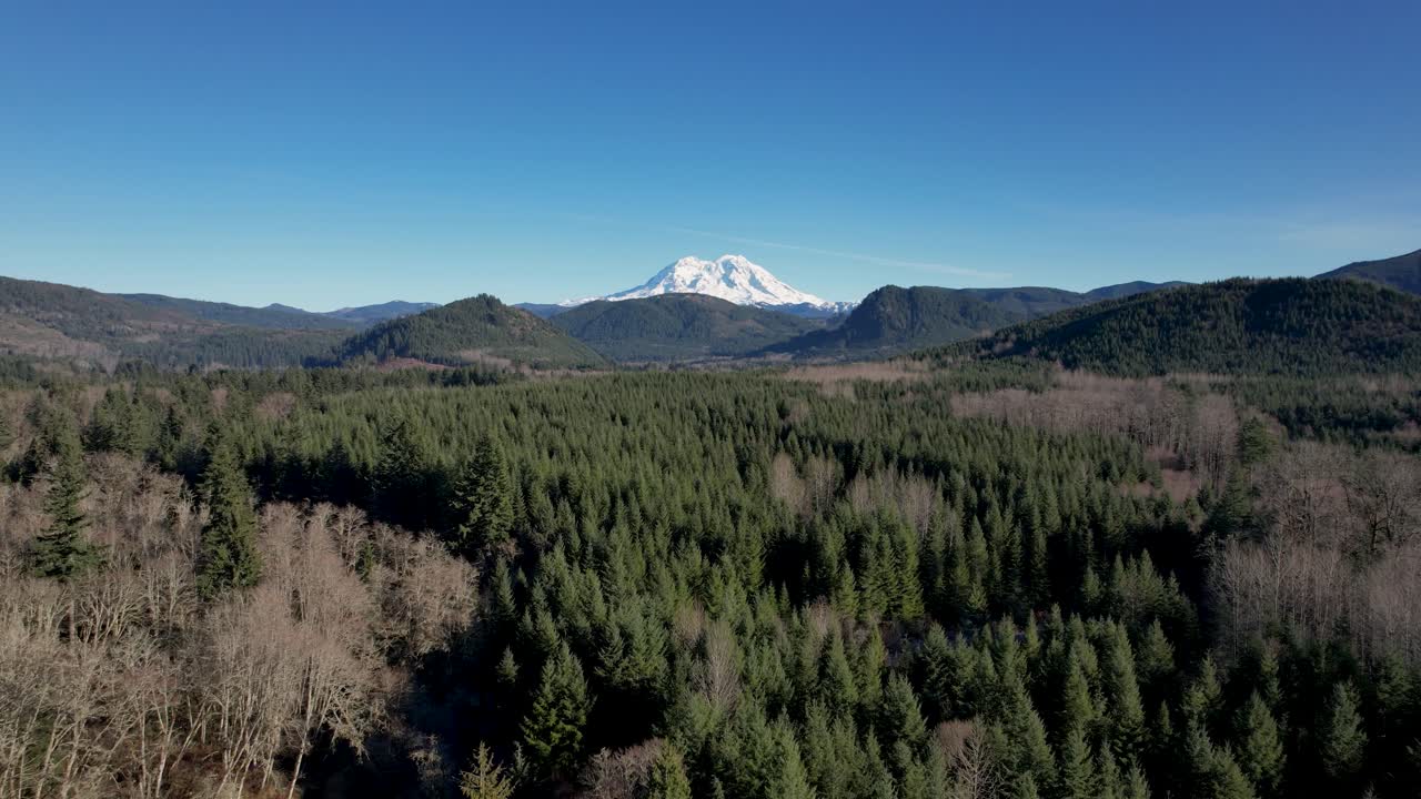 Washington State Forest with snow covered peak of Mt. Rainier - aerial