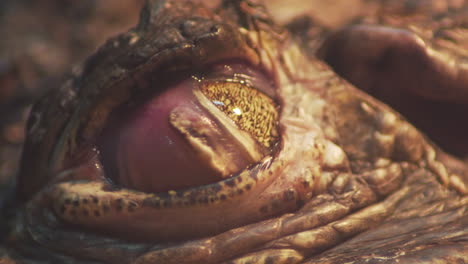 macro close up of baby alligator closing its eyes