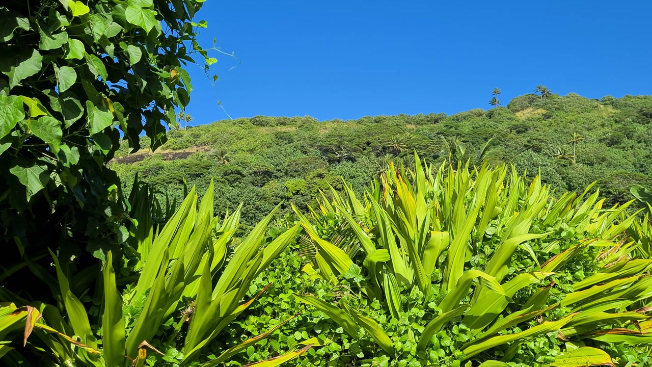 Tropical Lush of Bora Bora Island, French Polynesia, Rainforest and Green Hills