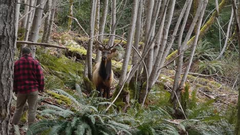 man close to elk with antlers in a forest in canada