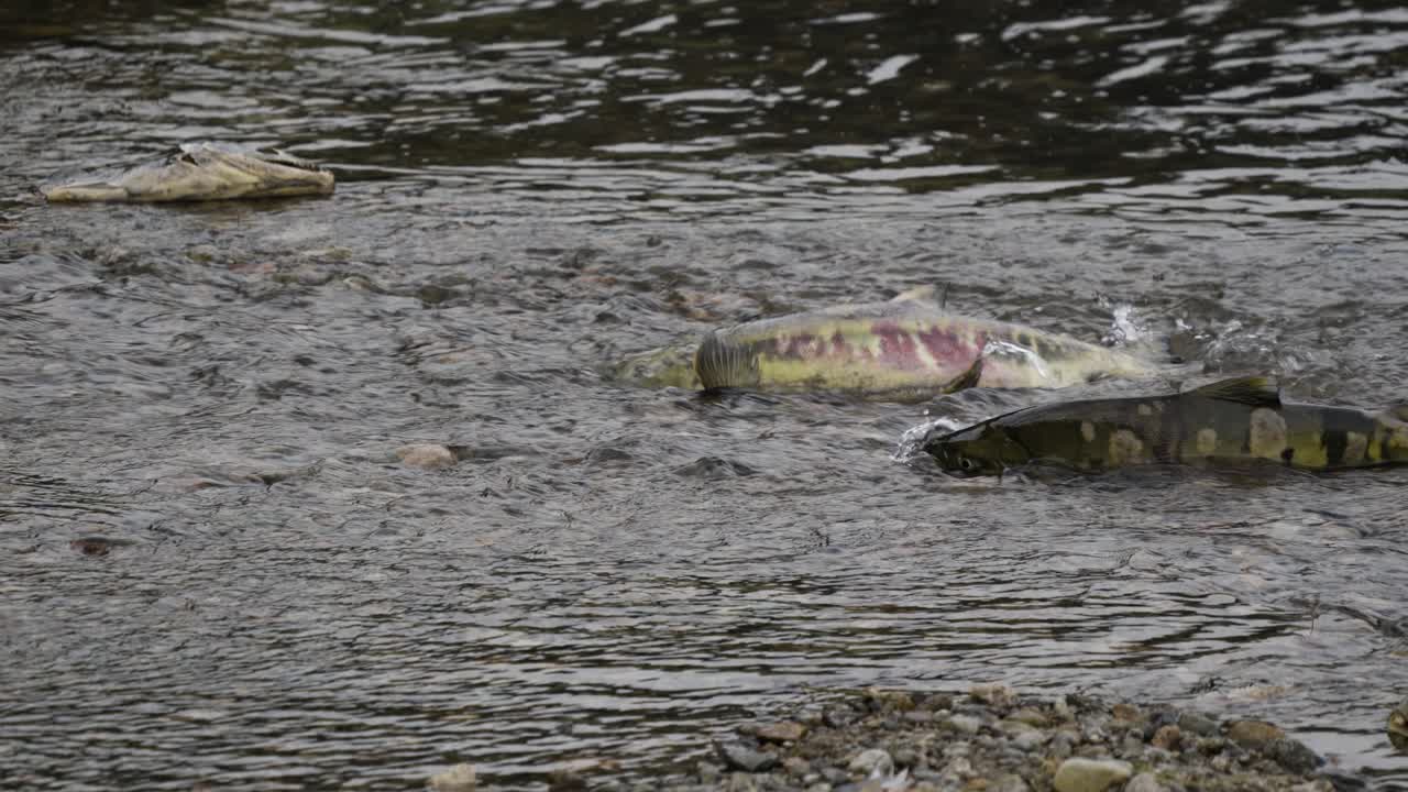 프레이저 강 (fraser river) 의 연어